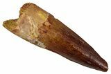 Fossil Spinosaurus Tooth - Real Dinosaur Tooth #354782-1